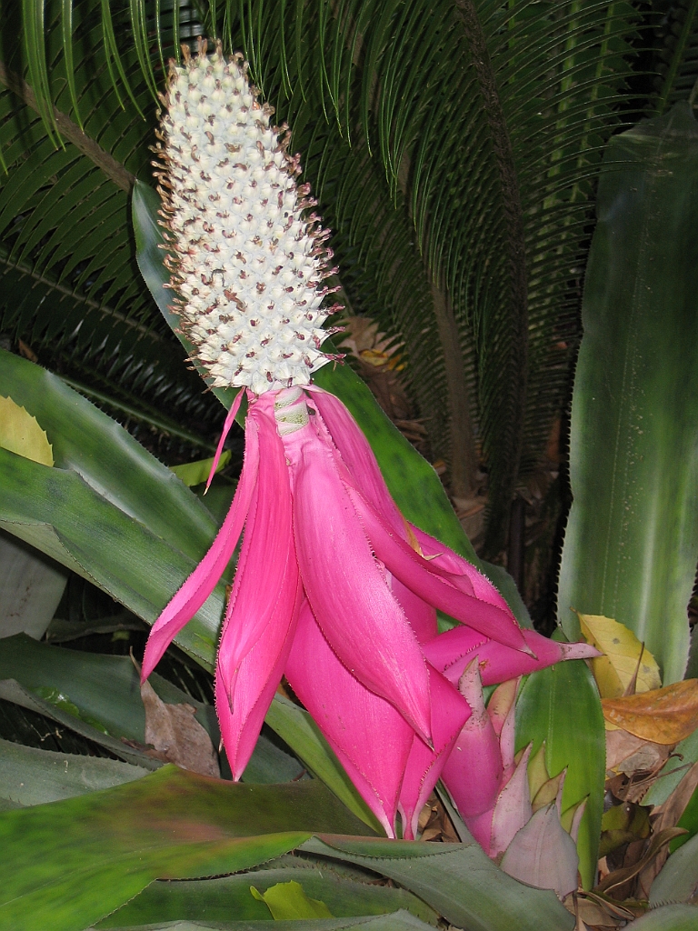 CairnsTC038 Jardin Botanique 038.jpg